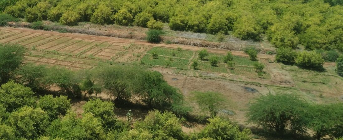 Food Security and Environmental Sustainability: A Synergistic Approach